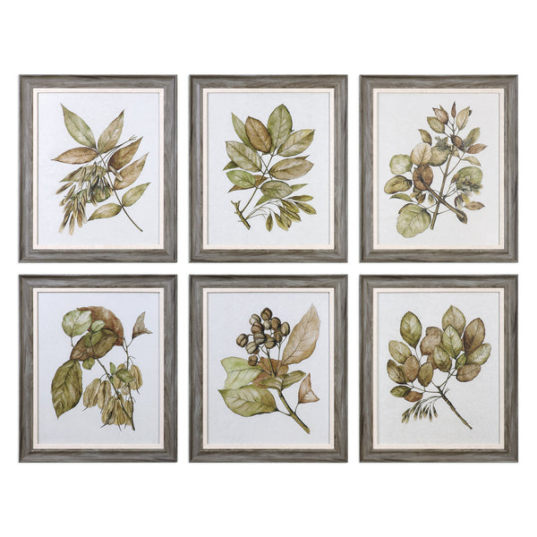 Uttermost Seedlings Framed Prints S/6 33643 - BathVault