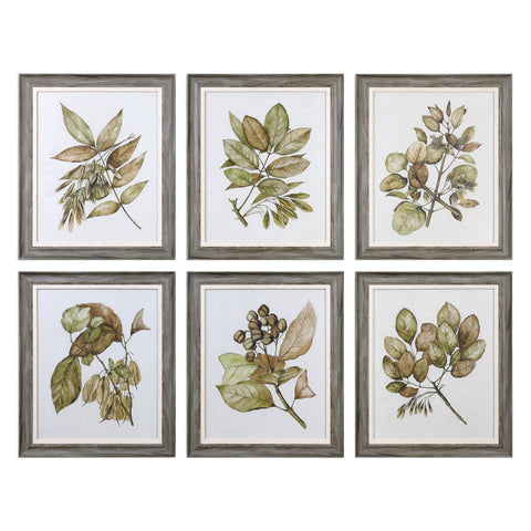 Uttermost Seedlings Framed Prints S/6 33643 - BathVault