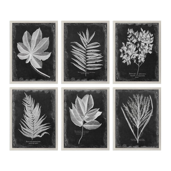 Uttermost Foliage Framed Prints, S/6 33671 - BathVault